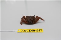 藏品(雙齒近相手蟹)的圖片